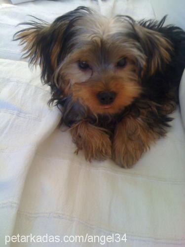 çıtçıt Dişi Yorkshire Terrier