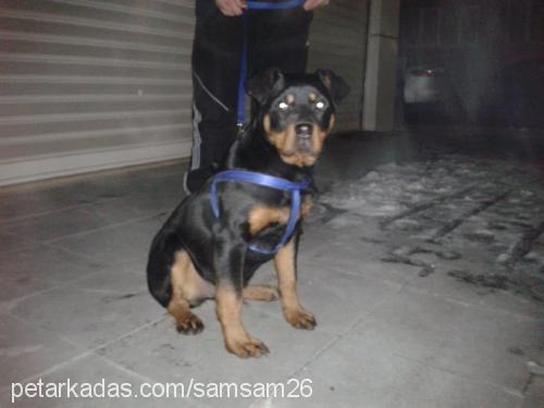 maya Dişi Rottweiler