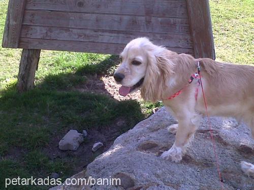 köpük Dişi İngiliz Cocker Spaniel