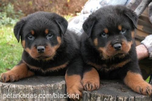 kral Erkek Rottweiler