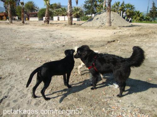 lucky Erkek Flat Coated Retriever