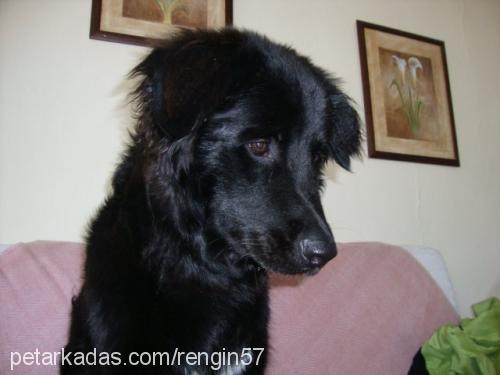 lucky Erkek Flat Coated Retriever