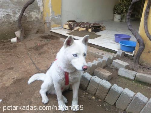 rex Erkek Sibirya Kurdu (Husky)