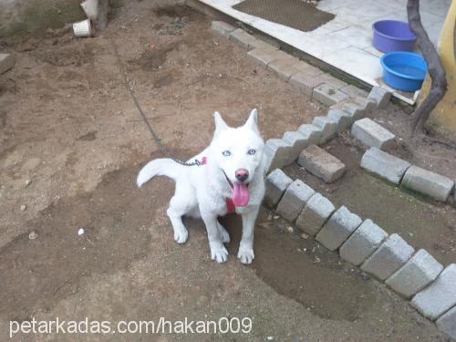 rex Erkek Sibirya Kurdu (Husky)