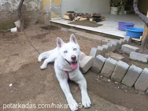 rex Erkek Sibirya Kurdu (Husky)