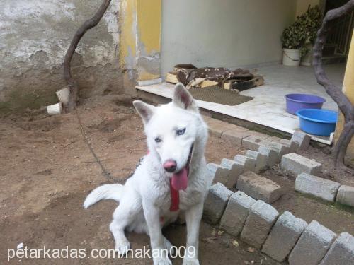 rex Erkek Sibirya Kurdu (Husky)