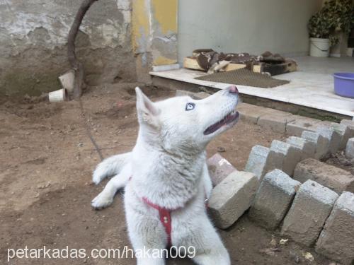 rex Erkek Sibirya Kurdu (Husky)