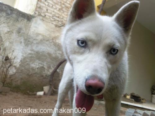 rex Erkek Sibirya Kurdu (Husky)