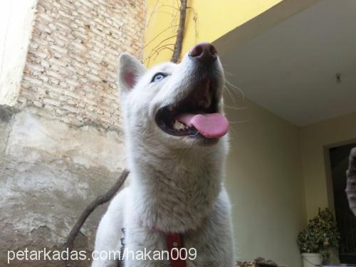 rex Erkek Sibirya Kurdu (Husky)