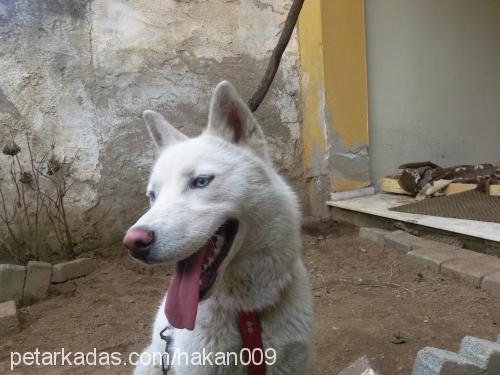 rex Erkek Sibirya Kurdu (Husky)