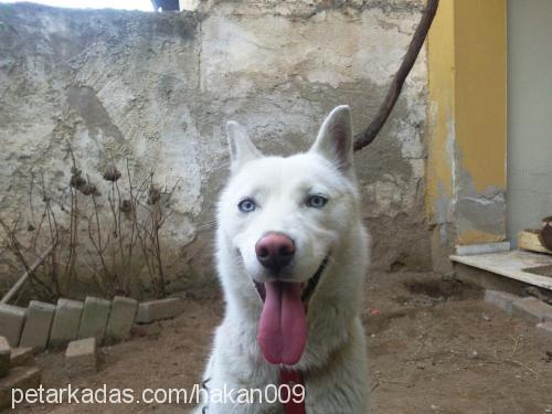 rex Erkek Sibirya Kurdu (Husky)