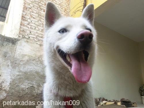 rex Erkek Sibirya Kurdu (Husky)