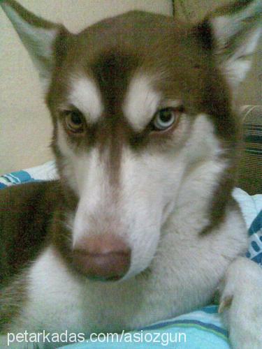 asİ Dişi Sibirya Kurdu (Husky)