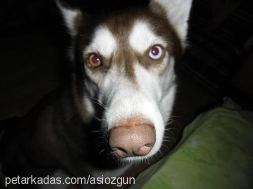 asİ Dişi Sibirya Kurdu (Husky)