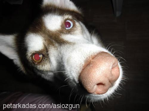 asİ Dişi Sibirya Kurdu (Husky)