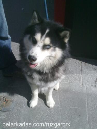 paşa Erkek Sibirya Kurdu (Husky)