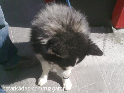 paşa Erkek Sibirya Kurdu (Husky)