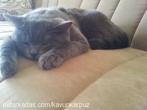 kavun Erkek British Shorthair