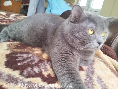 kavun Erkek British Shorthair