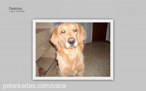 oscar Erkek Golden Retriever