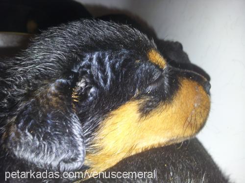 venüs Dişi Rottweiler