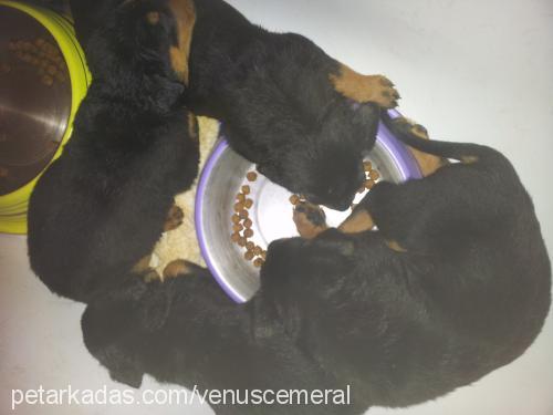 venüs Dişi Rottweiler