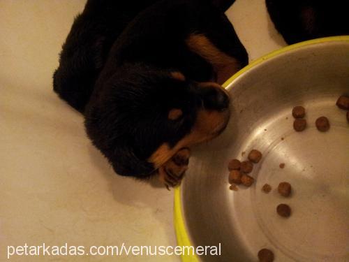 venüs Dişi Rottweiler