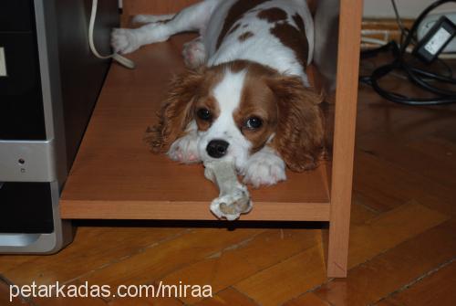 arthur Erkek King Charles Spaniel