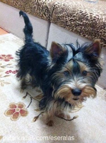 zeytİn Erkek Yorkshire Terrier