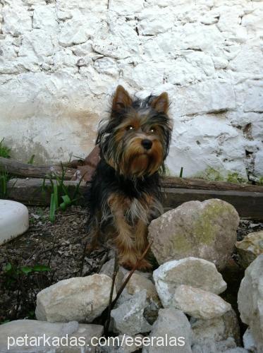 zeytİn Erkek Yorkshire Terrier