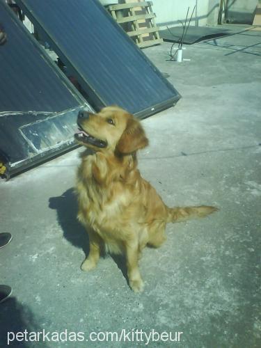 rodi Erkek Golden Retriever