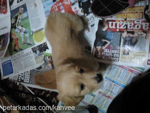 kahve Dişi Golden Retriever