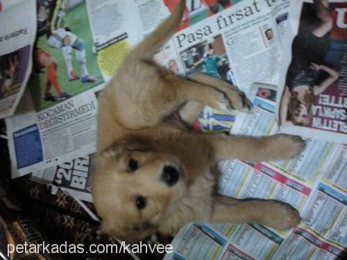 kahve Dişi Golden Retriever