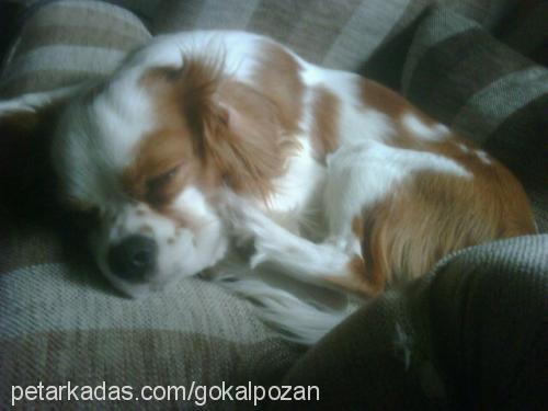 donut Erkek Cavalier King Charles Spanieli