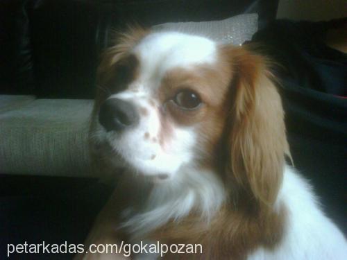 donut Erkek Cavalier King Charles Spanieli