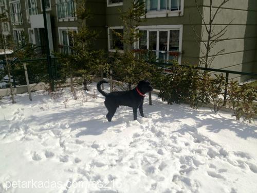 ares Erkek Labrador Retriever