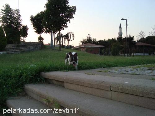 zeytin Erkek Fransız Bulldog