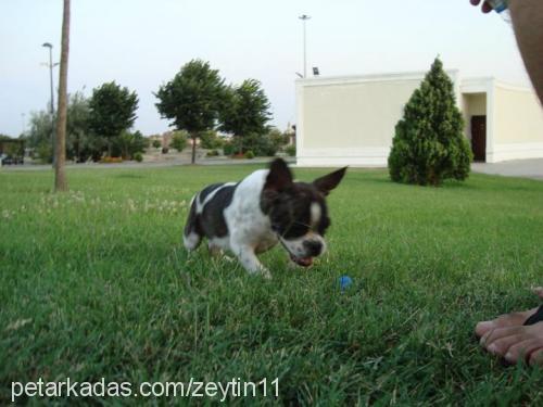 zeytin Erkek Fransız Bulldog