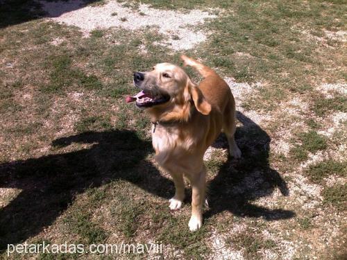 aşil Erkek Golden Retriever