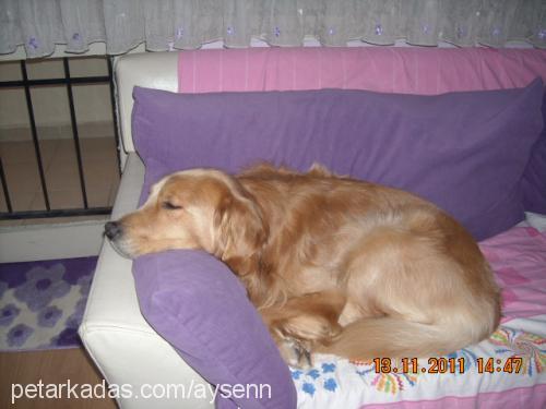 paşa Erkek Golden Retriever