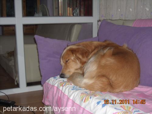 paşa Erkek Golden Retriever