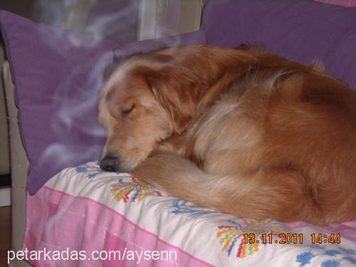 paşa Erkek Golden Retriever