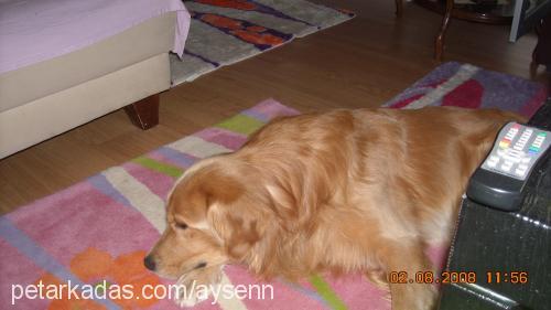 paşa Erkek Golden Retriever