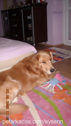 paşa Erkek Golden Retriever