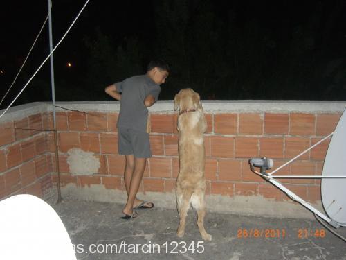 tarçın Dişi Golden Retriever