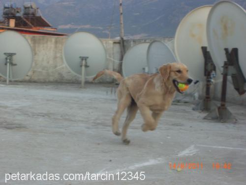 tarçın Dişi Golden Retriever