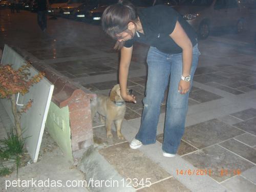 tarçın Dişi Golden Retriever