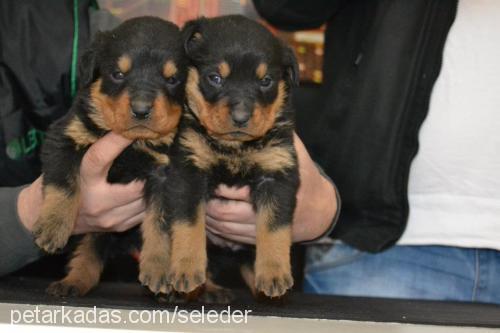 iŞik Dişi Rottweiler