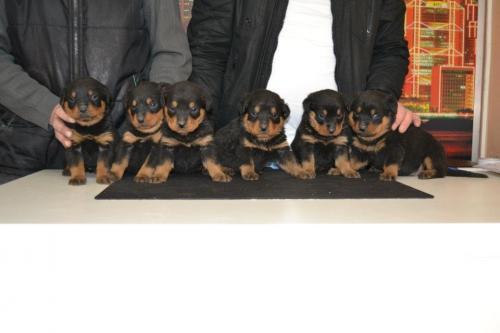 iŞik Dişi Rottweiler