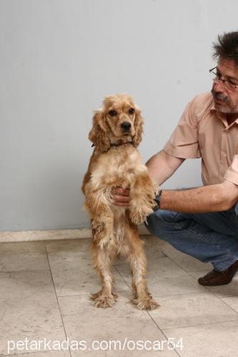 gümüş Dişi Amerikan Cocker Spaniel